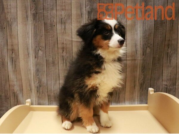 Miniature Australian Shepherd-DOG-Male-Black-27141-Petland Racine, Wisconsin