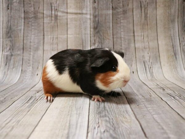 American Guinea Pig GUINEA PIG Male 27169 Petland Racine, Wisconsin