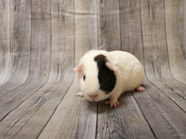 American Guinea Pig GUINEA PIG Male 27168 Petland Racine, Wisconsin