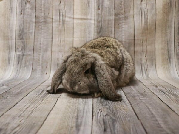 French Lop-RABBIT-Male--27173-Petland Racine, Wisconsin