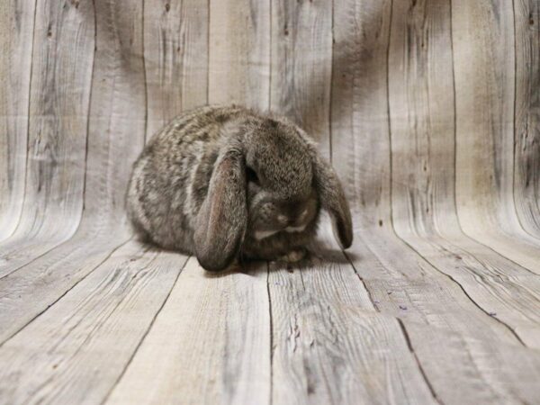 French Lop-RABBIT-Female--27171-Petland Racine, Wisconsin