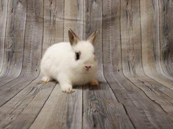 Netherland Dwarf RABBIT Female 27170 Petland Racine, Wisconsin