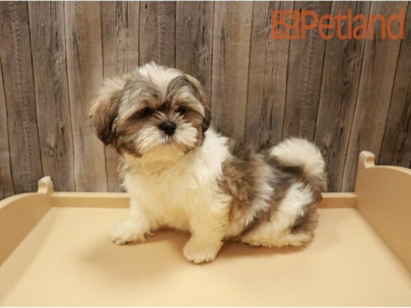 Shih Tzu DOG Male Sable / White 27202 Petland Racine, Wisconsin