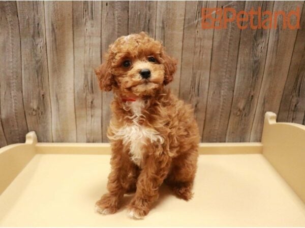 Poodle-DOG-Female-Red-27201-Petland Racine, Wisconsin