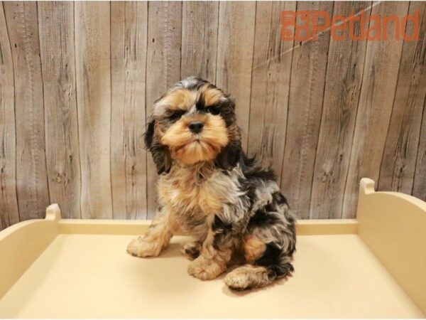 Cock A Poo 2nd Gen DOG Male Blue Merle / White 27199 Petland Racine, Wisconsin