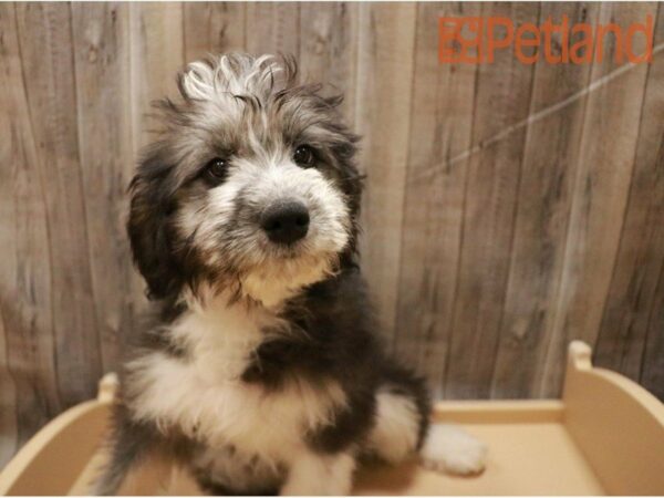 Poodle/Australian Shepherd DOG Female Black / White 27198 Petland Racine, Wisconsin