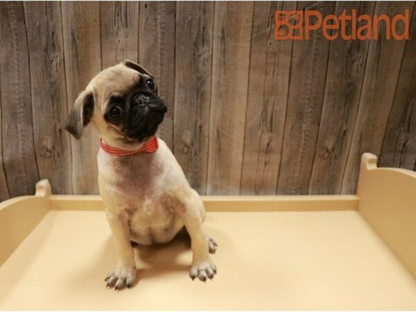 Pug DOG Female Fawn 27196 Petland Racine, Wisconsin