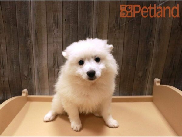 American Eskimo Dog DOG Female White 27195 Petland Racine, Wisconsin