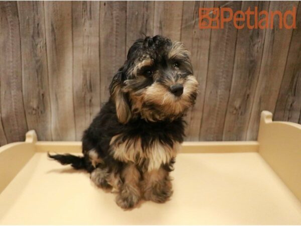 Hava-Poo-DOG-Female-Black / Tan-27194-Petland Racine, Wisconsin