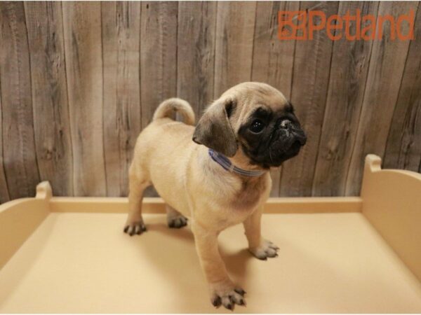 Pug DOG Male Fawn 27193 Petland Racine, Wisconsin