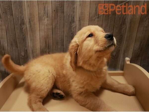Golden Retriever-DOG-Male-Cream-27192-Petland Racine, Wisconsin