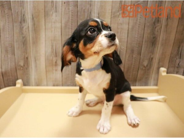 Cavalier King DOG Male Black 27190 Petland Racine, Wisconsin