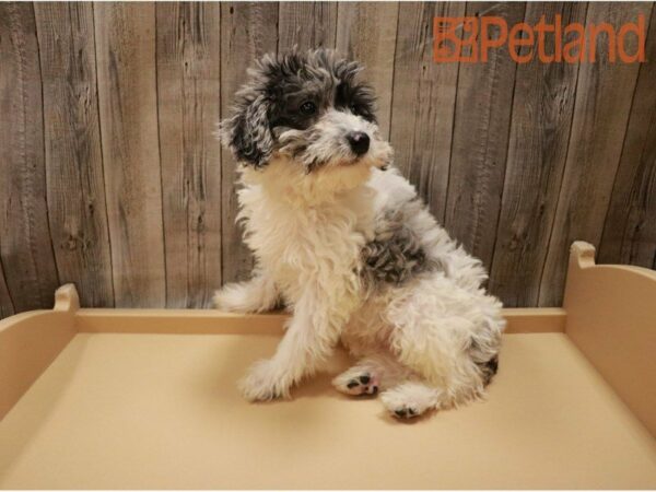 Schnoodle DOG Female Blue Merle / White 27189 Petland Racine, Wisconsin