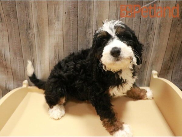 Bernadoodle DOG Male Tri-Colored 27188 Petland Racine, Wisconsin