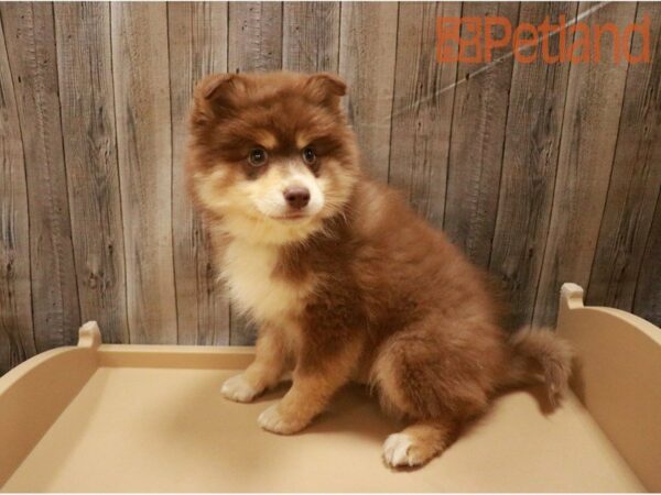 Pomsky 2nd Gen-DOG-Male-Chocolate and Tan-27187-Petland Racine, Wisconsin