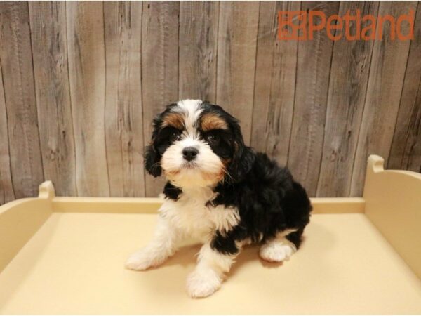 Cavachon DOG Male Black 27186 Petland Racine, Wisconsin