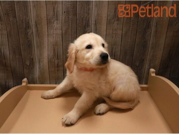 Golden Retriever-DOG-Male-golden-27185-Petland Racine, Wisconsin