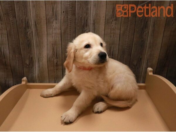 Golden Retriever DOG Male golden 27185 Petland Racine, Wisconsin