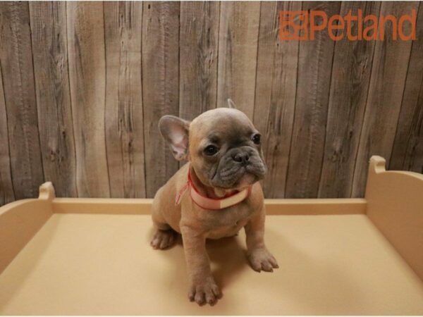 French Bulldog DOG Female Blue Fawn 27184 Petland Racine, Wisconsin