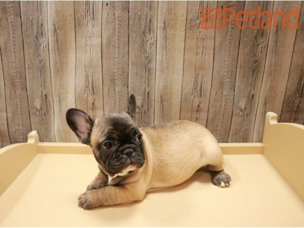 French Bulldog DOG Female Fawn w/ black mask 27183 Petland Racine, Wisconsin