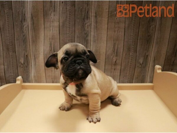 French Bulldog-DOG-Female-Fawn w/ black mask-27181-Petland Racine, Wisconsin