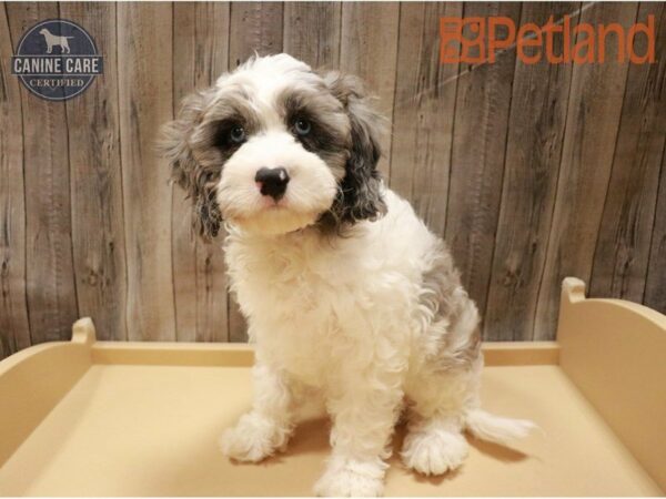 Cavapoo DOG Male White 27205 Petland Racine, Wisconsin