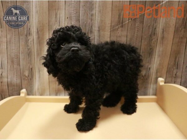 Cock A Poo DOG Female Black 27204 Petland Racine, Wisconsin