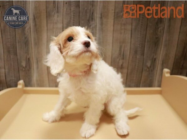 Cavapoo DOG Female White / Gold 27203 Petland Racine, Wisconsin