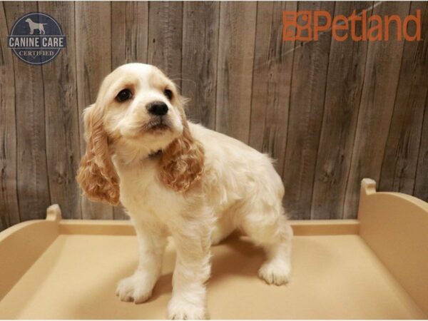 Cocker Spaniel DOG Male Buff / White 27200 Petland Racine, Wisconsin