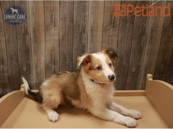 Shetland Sheepdog DOG Male Red Merle 27197 Petland Racine, Wisconsin