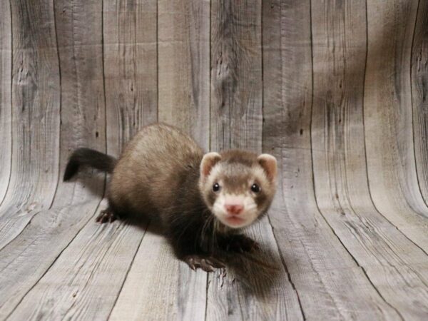 Ferret FERRET 27210 Petland Racine, Wisconsin