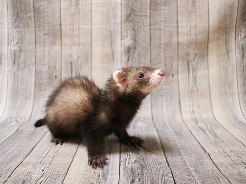View Ferret Puppy Photos Petland Racine, Wisconsin
