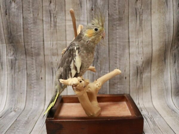 Cockatiel BIRD 27208 Petland Racine, Wisconsin