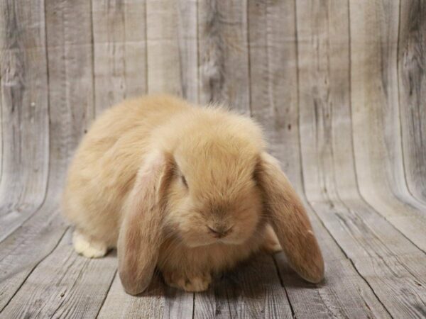 French Lop RABBIT Male 27220 Petland Racine, Wisconsin