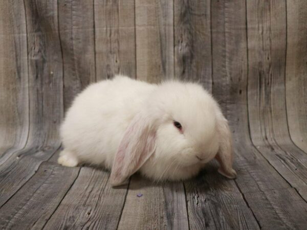 French Lop-RABBIT-Male--27219-Petland Racine, Wisconsin