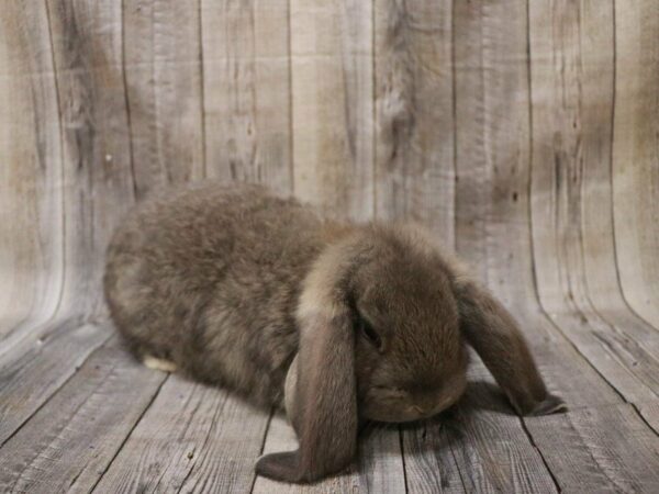 French Lop-RABBIT-Male--27218-Petland Racine, Wisconsin