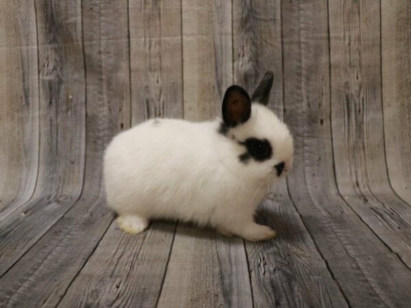 Netherland Dwarf RABBIT Male 27217 Petland Racine, Wisconsin