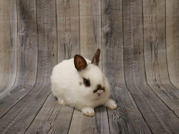 Netherland Dwarf-RABBIT-Male--27216-Petland Racine, Wisconsin