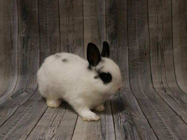 Netherland Dwarf-RABBIT-Male--27215-Petland Racine, Wisconsin