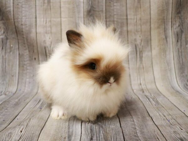 Lionhead-RABBIT-Female--27213-Petland Racine, Wisconsin