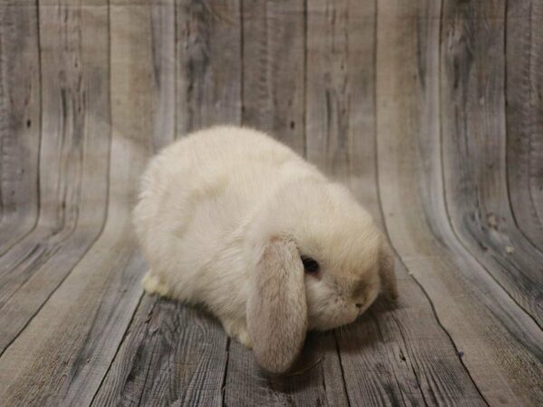 Holland Lop RABBIT 27230 Petland Racine, Wisconsin