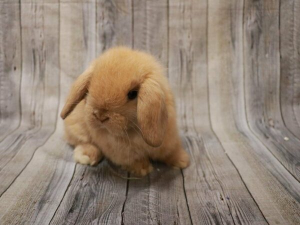 Holland Lop RABBIT 27229 Petland Racine, Wisconsin