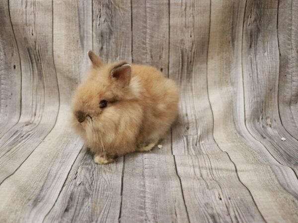 Lionhead RABBIT 27228 Petland Racine, Wisconsin