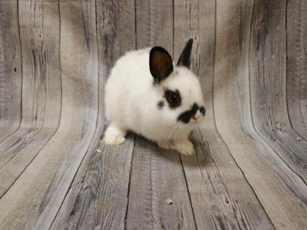 Netherland Dwarf RABBIT 27227 Petland Racine, Wisconsin