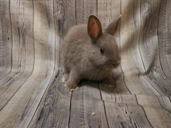 Netherland Dwarf-RABBIT---27226-Petland Racine, Wisconsin