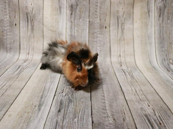 Abyssinian Guinea Pig GUINEA PIG Male 27235 Petland Racine, Wisconsin