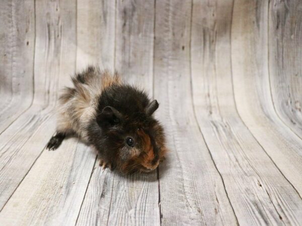 Abyssinian Guinea Pig GUINEA PIG Male 27234 Petland Racine, Wisconsin