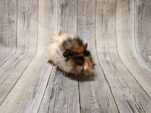 Abyssinian Guinea Pig GUINEA PIG Male 27233 Petland Racine, Wisconsin