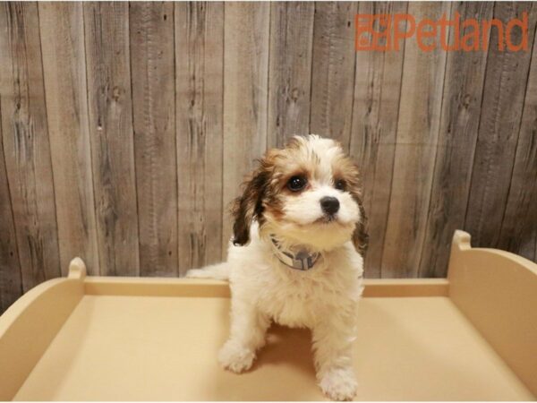 Cavachon DOG Female Sable / White 27253 Petland Racine, Wisconsin