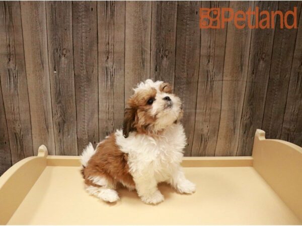 Teddy Bear DOG Female Sable / White 27252 Petland Racine, Wisconsin